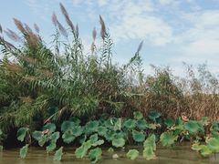 -泗洪洪泽湖湿地景区