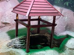 -酷嗒动物文化乐园(cutezoo西溪乐天城店)