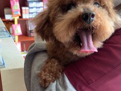 -艾贝尔宠物医院 ·内科全科(梁溪路店)