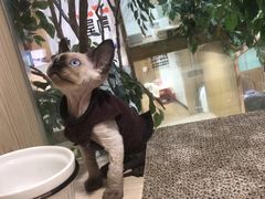 -屋虎猫馆(宝安大仟里店)