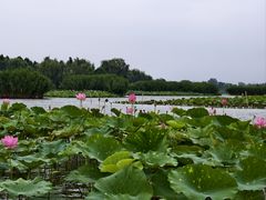 -白洋淀景区