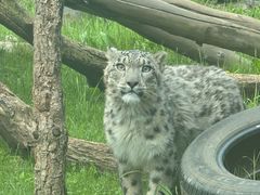 -青藏高原野生动物园