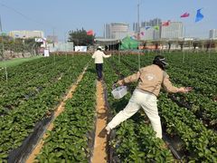 -光明小镇欢乐田园