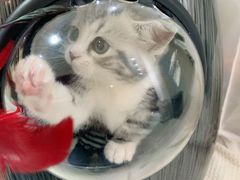 -喵zoo家庭繁育猫舍(尖东智能花园店)