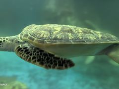 -广东惠东海龟国家级自然保护区