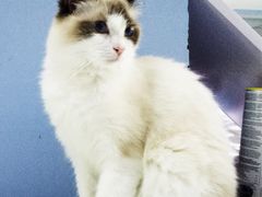 -喵的天空名猫咖啡馆·撸猫·猫舍·用品