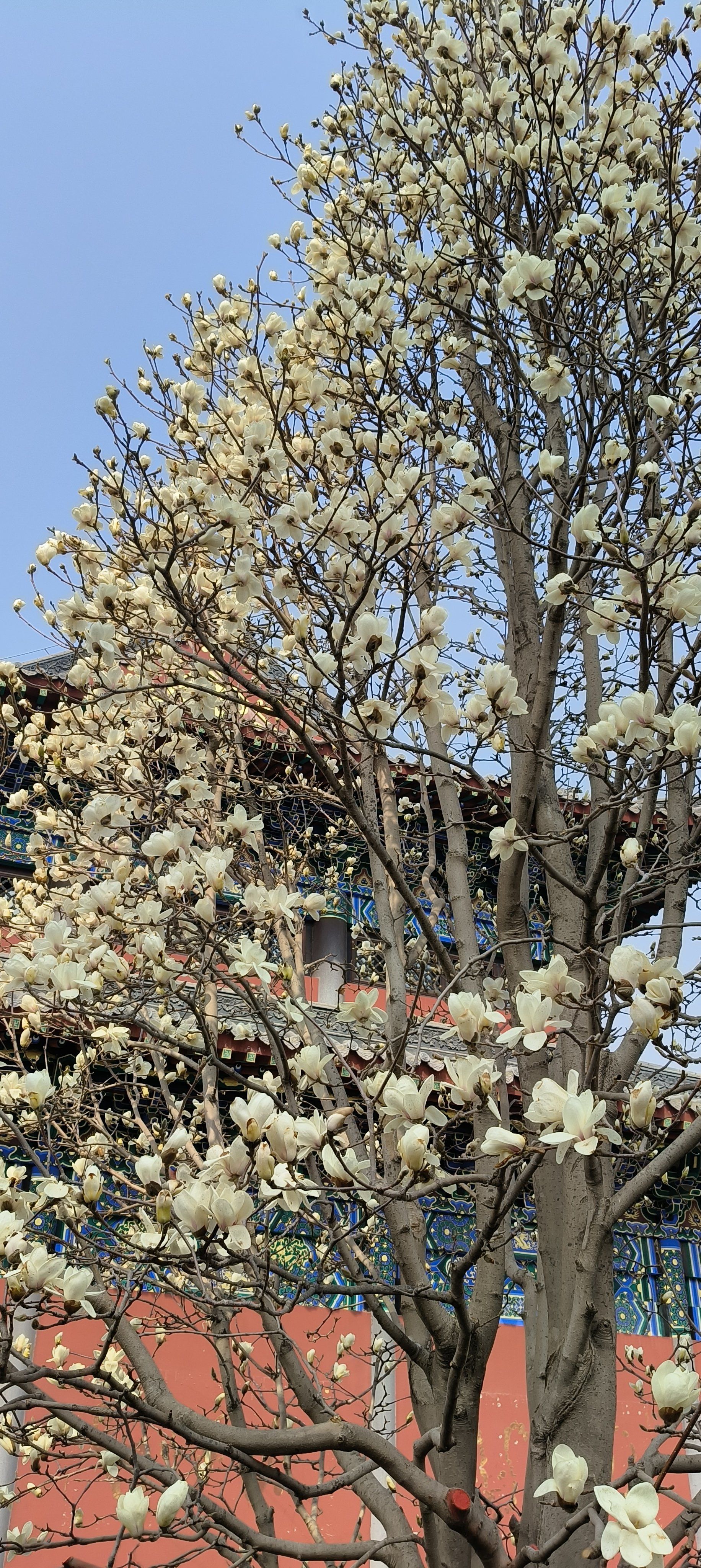 沈阳东塔白玉兰花开了~大吉