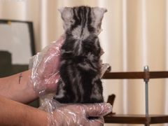 -小猫来了·猫舍(红山六九七九店)