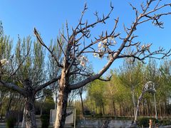 -丁香湖公园