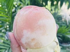 -老袁家蜜桃农场·阳山水蜜桃