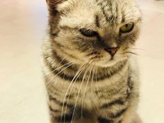 -Heymao猫咖.咖啡厅(东门店)