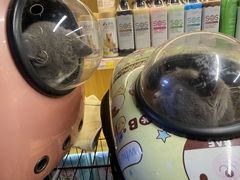-袖虎宠物·金渐层缅因猫舍(灵芝店)