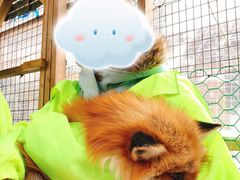 -宫城藏王狐狸村