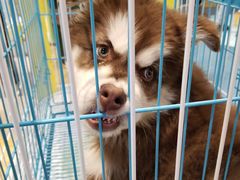 -龟与熊猫宠物公园(南坪店)