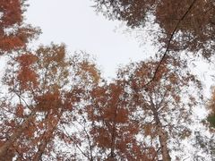-上海滨江森林公园