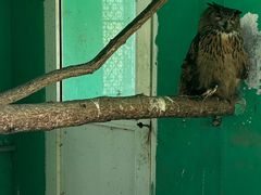 -西霞口神雕山野生动物世界