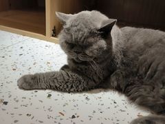 -猫域·湾主题猫咖·宠物吧(南坪城市广场店)