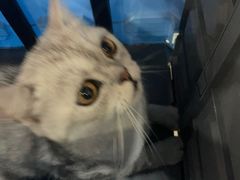 -瑞派名望志远动物医院·猫科·內科·异宠专科(直港大道店)