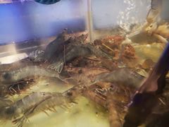 -V-ONE西雅图海鲜自助餐厅(仓山万达广场店)