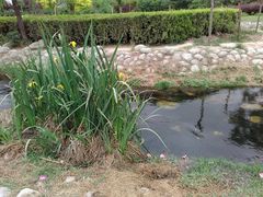 -咸阳湖景区-古渡公园