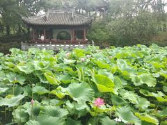 -陈家山荷花公园