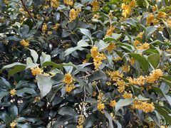 -随意茶庄·地道杭帮农家菜(梅家坞店)