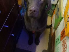-特一安24小时宠物医院·骨科·中兽医