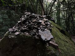 -莫里热带雨林景区