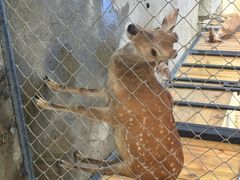 鹿境Paradise&nbsp;of&nbsp;deer-鹿境梅花鹿生态园区