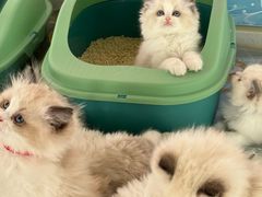 -糯米喵星人总部直营旗舰店·猫舍·幼猫出售