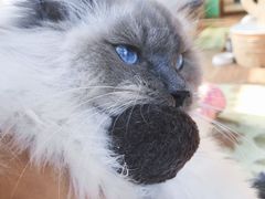 -猫的茶·猫咖