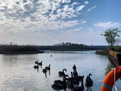 -漩门湾国家湿地公园