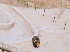 -青藏高原野生动物园