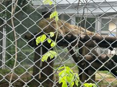 -合肥野生动物园