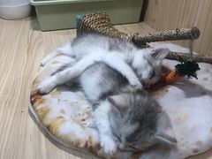 -屋虎猫馆(宝安大仟里店)