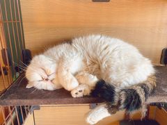 -Cappucimeow猫咪咖啡馆(韦伯时代店)