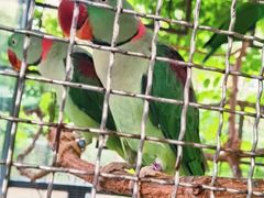 -蜈支洲岛珊瑚酒店临海阁中餐厅