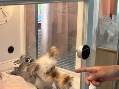 -翊宠yipet猫狗购宠庄园