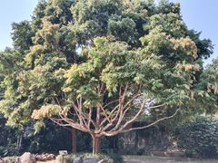 -中国科学院西双版纳热带植物园