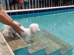 -趣玩宠物乐园寄养训犬训狗游泳池