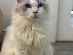 -楼上猫咖(罗湖店)