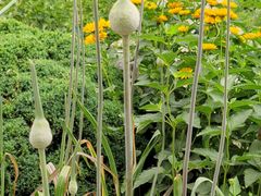 -国家植物园南园