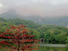 -深圳仙湖植物园
