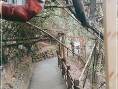 -洪崖丹井