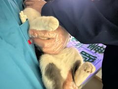 -瑞派宠物医院·24h·骨外科·皮肤科·全科宠物医疗转诊中心(沈阳浑南院)