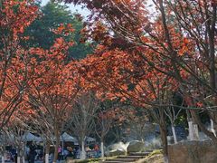 -广州市帽峰山景区