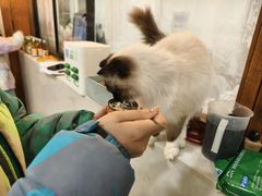 -共舞时光猫咖·狗咖(新街口店)