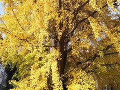 -四川大学(华西校区)