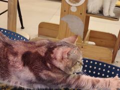 -平行世界·猫咖(首经贸店)