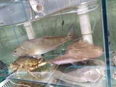 -胖子饺子馆·海鲜家常菜(海军博物馆店)